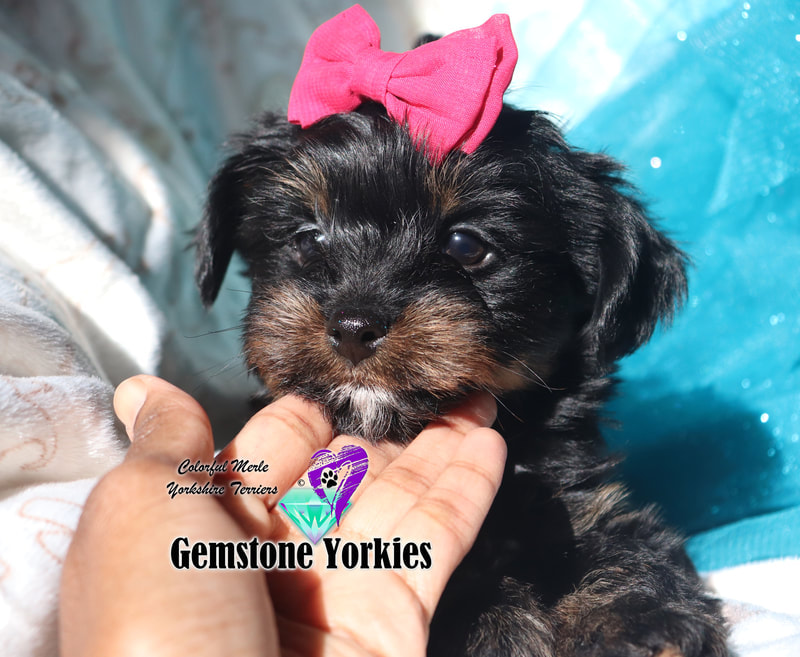 full blooded yorkie puppies for sale