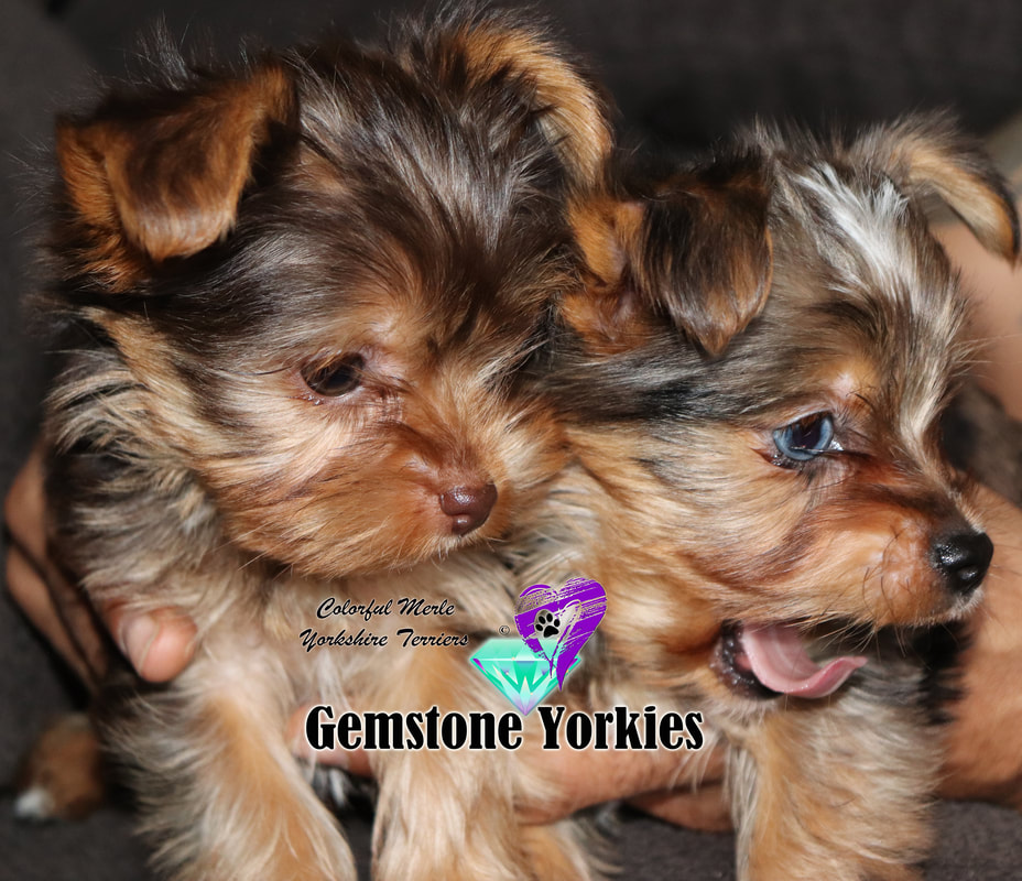 blue yorkie puppies for sale