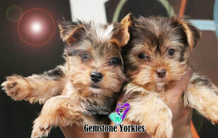 blue yorkie puppies for sale